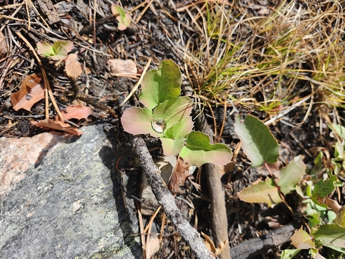 creeping mahonia
