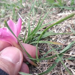 Zephyranthes fosteri