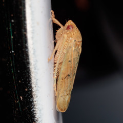 Ponana quadralaba