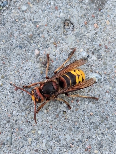 European Hornet