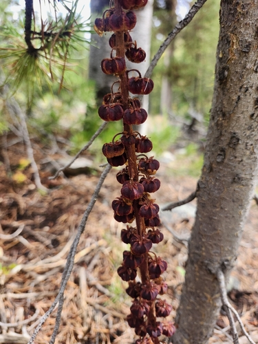 woodland pinedrops