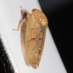 Ponana quadralaba