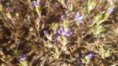 Eriastrum sapphirinum