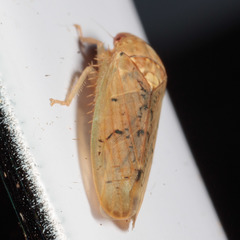 Ponana quadralaba
