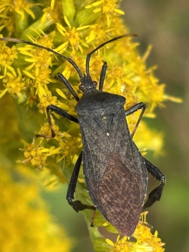 Acanthocephala terminalis