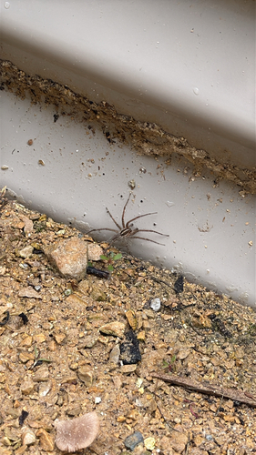 Grass Spiders