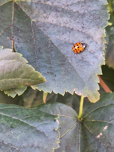Asian Lady Beetle