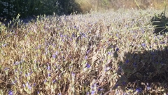 Eriastrum sapphirinum