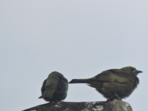 Palm Tanager