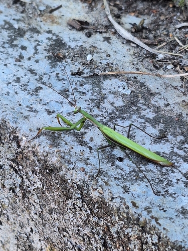 European Mantis