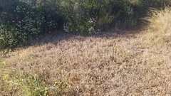 Eriastrum sapphirinum