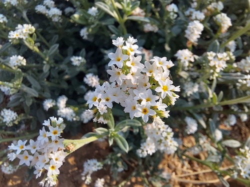 Greyleaf Heliotrope