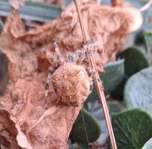 Cross Orbweaver