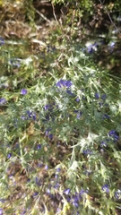 Eriastrum sapphirinum