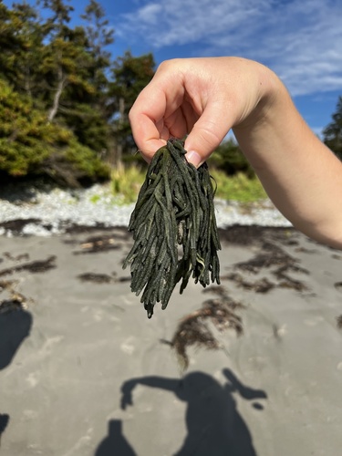 Dead Man's Fingers