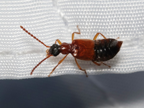 Deleaster dichrous