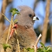 White-backed Mousebird - Photo (c) Daryl de Beer, some rights reserved (CC BY-NC), uploaded by Daryl de Beer