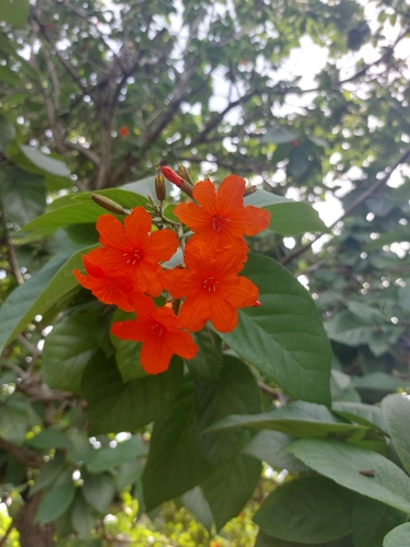 Scarlet Cordia
