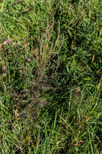 blue vervain