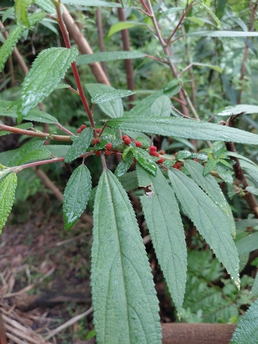 Debregeasia longifolia observed 2026-09-15