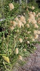 Miscanthus nepalensis