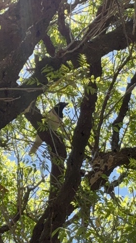Curl-crested Jay