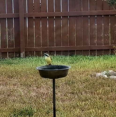 Great Kiskadee