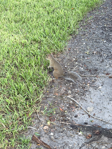 Eastern Gray Squirrel