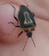 Two-spotted Stink Bug