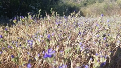 Eriastrum sapphirinum