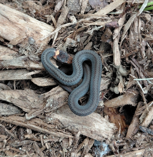 Red-bellied Snake