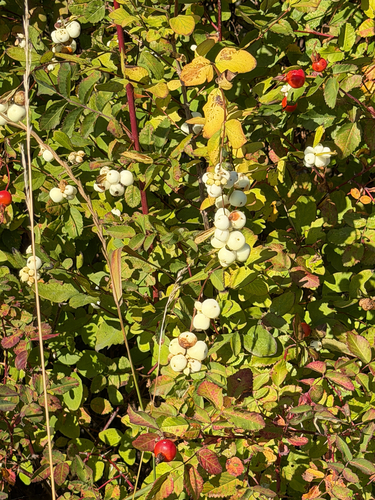 Common Snowberry