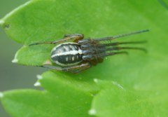 Singa nitidula