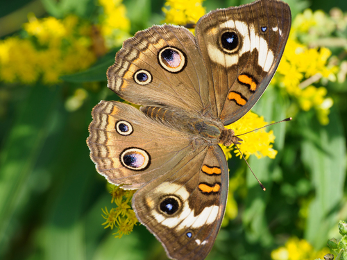 Common Buckeye