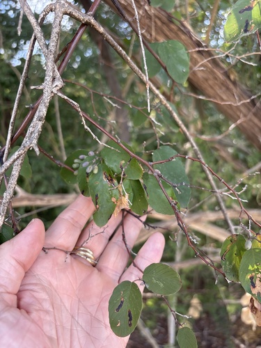 Berchemia scandens