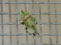 Xerophloea viridis