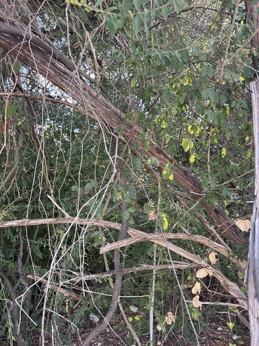 Berchemia scandens, photograph 2