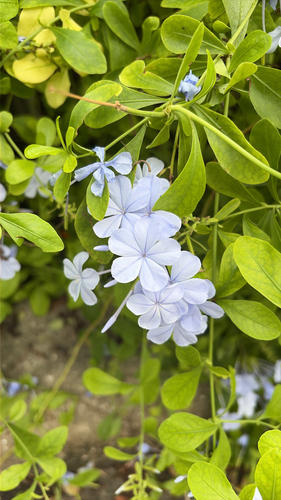 blue plumbago