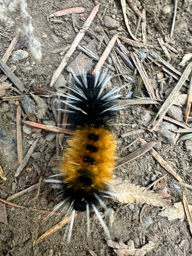 Spotted Tussock Moth