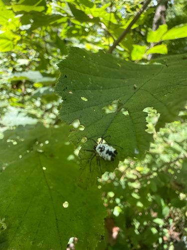 White Micrathena
