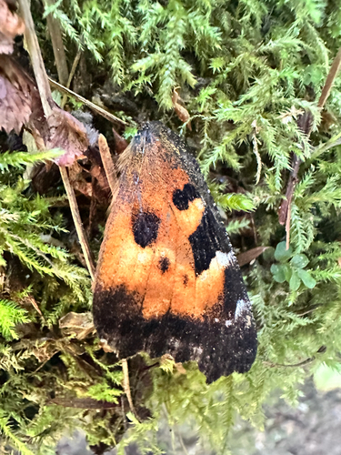 California Tortoiseshell