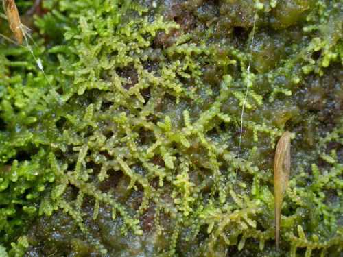Creeping Fingerwort