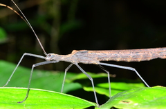 Pseudophasma phthisicum