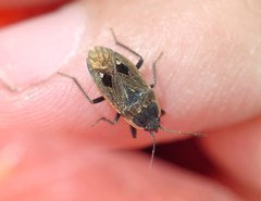 Graptopeltus lynceus