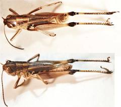 Rammeihippus dinaricus