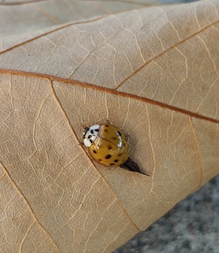 Asian Lady Beetle