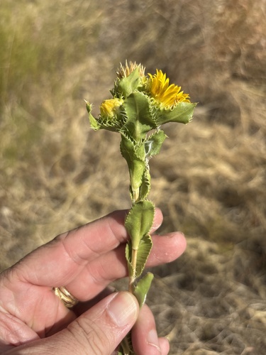 Grindelia ciliata, photograph 1