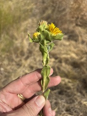 Grindelia ciliata