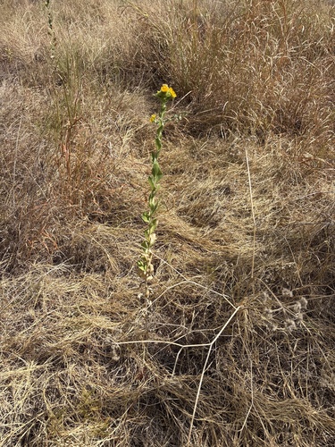 Grindelia ciliata, photograph 2