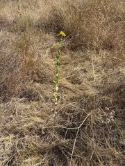 Grindelia ciliata, photograph (c) Sam Kieschnick, some rights reserved (CC BY)